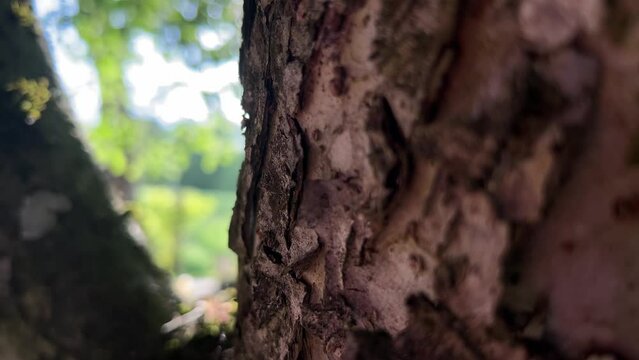 macro of tree bark with ants