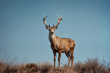 Fototapeta premium antelope in the wild