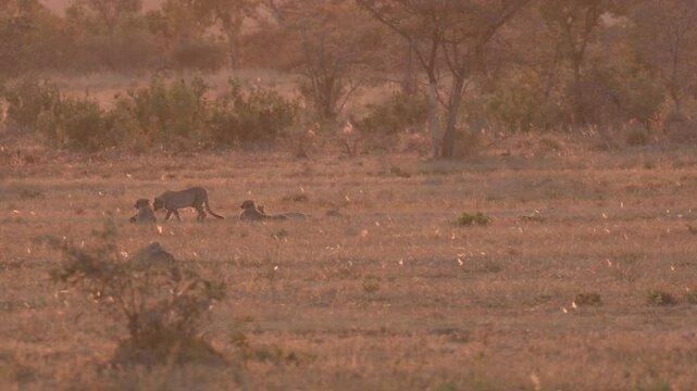 South African Cheetah Family of Three in open Brush South Africa