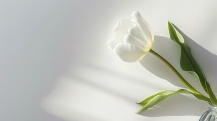 Obraz premium White tulip flower in vase from above on white background