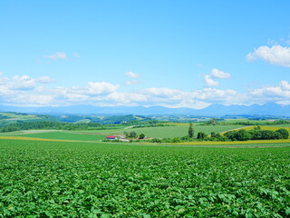 北海道の絶景 美瑛かしわ公園からの風景