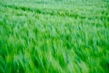 Close-up of a field of Hordeum vulgare, or barley close to Alstadhaug church in Levanger, Norway.