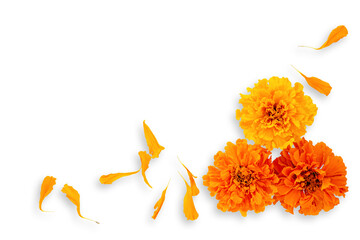 Marigold flowers on a white background. Composition for the Day of the Dead and Indian holidays,...