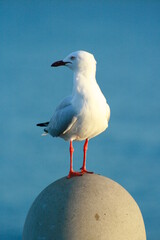 seagull on a rock