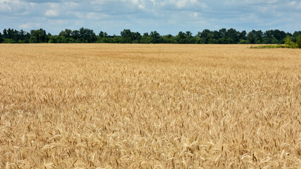 spikelets of golden wheat in the field. Ripe big golden ears of wheat on a yellow background of the field. nature. The idea of a rich summer harvest, agriculture, agro-industrial complex for food.