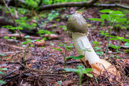 Common stinkhorn, Phallus impudicus. Genus Phallus stinkhorns foul scented mushroom