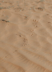 footprints in the sand