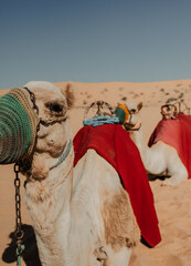 camels in the desert