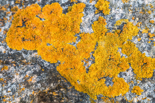 The surface of the stone is covered with xanthoria lichen. Closeup