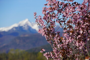 Bl&uuml;hende Blutpflaume vor Bergsilhouette