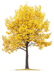 PNG  Vibrant autumn tree isolated beauty