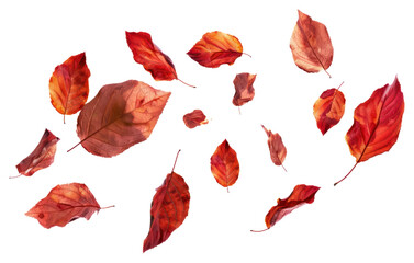 PNG Autumn leaves on white background