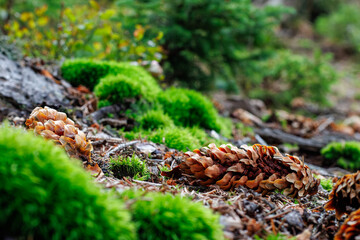 Beautiful autumn nature photo in the forest, featuring a pine cone situated among vibrantly colored...