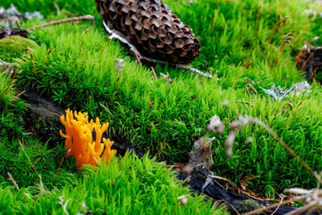 Beautiful autumn nature photo in the forest, featuring a mushroom hidden among vibrantly colored mossy rocks.