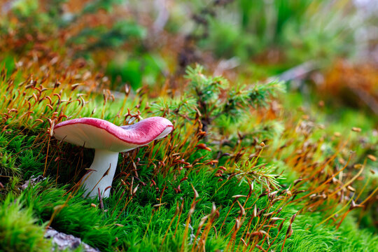 Beautiful autumn nature photo in the forest, featuring a mushroom hidden among vibrantly colored mossy rocks.
