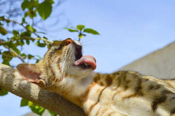 Kitten on a branch