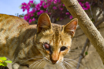 Portrait of  kitten with one eyed on tree. cat in the garden