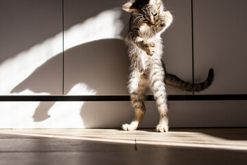 Cute domestic baby cat playing and standing in two feet with hard shadows on furniture, soft focus close up