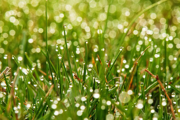 Dew drops on green grass close-up. Soft selective focus with bokeh. Macro photo morning landscape of a microworld in nature