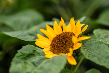 Sunflower looking out towards the sun.