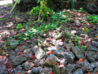 a leisurely landscape