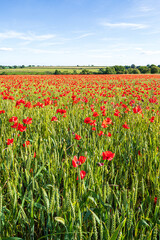 Red poppies growing in a field of wheat near Enstone, Chipping Norton, Oxfordshire, England UK