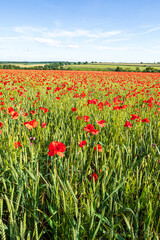 Red poppies growing in a field of wheat near Enstone, Chipping Norton, Oxfordshire, England UK