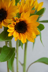 Obraz premium ひまわり