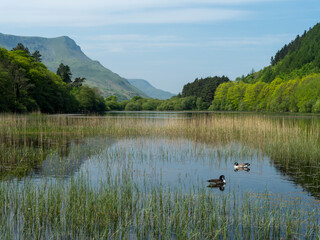 Calm, peaceful lake in Snowdonia with mountains in the background and two geese in the foreground.