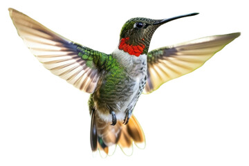 Obraz premium PNG Hummingbird hummingbird hovering animal.