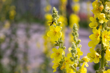 Wasp on Verbascum thapsus, the great or common Mullein blossoms