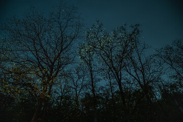 Sparkling fireflies in the tree. Beautiful wildlife insect natural light bulb. fairy tale