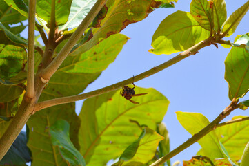 insect on a branch of tree