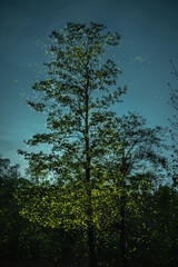 Sparkling fireflies in the tree. Beautiful wildlife insect natural light bulb. fairy tale