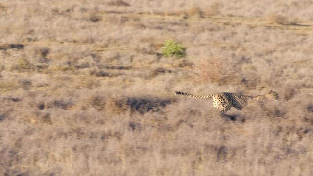 South African Cheetah Hunts and Attacks a pair of Blesbok one runs away