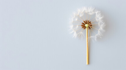 Watercolor illustration of a minimalist Scandinavian dandelion seed head in soft golden tones on white ink watercolour 