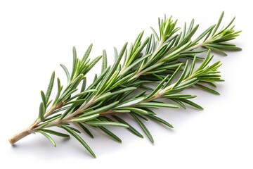 Fototapeta premium rosemary branch isolated on white