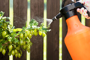 Spraying Gooseberry Bush. Farmer Hand Sprays Berries Green Gooseberries Fruit with Sprayer Against...