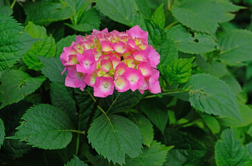 Pink hydrangea in the summer garden