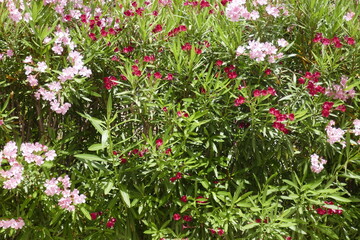 Obraz premium red and white oleander flowers