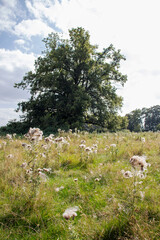 Thistle blossoms in the meadow.