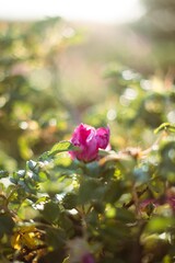 Obraz premium pink rosehip in the garden