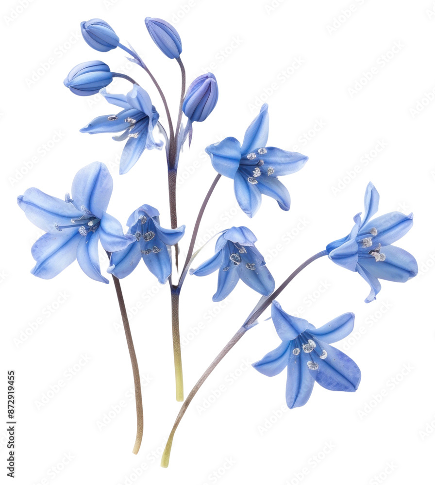 Wall mural png delicate blue flowers on white