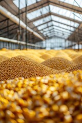 Large modern warehouse filled with yellow corn stacks. Freshly harvested or processed grain covers entire surface. High ceiling and transparent roof reveal impressive storage space.