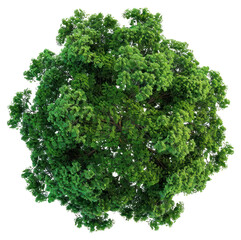 Fototapeta premium PNG Top view oak tree vegetation vegetable sycamore.