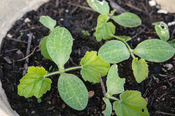 Young butternut squash shoots, in a pot.