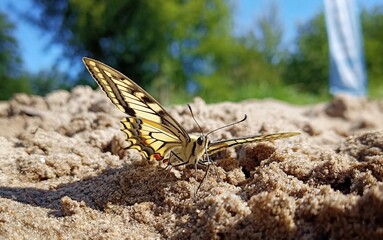 butterfly on a sand © Dagmara Golebiowska