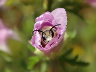 Bellflower blunthorn bee (Melitta haemorrhoidalis), male sheltering in a musk mallow flower