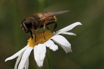 fly on a flower