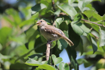 Obraz premium sparrow on a branch